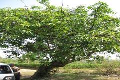 Ficus tsjakela